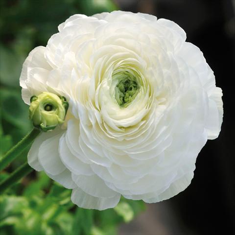 foto van een variëteit aan bloemen, te gebruiken als: Snijbloemen Ranunculus asiaticus Elegance® Bianco
