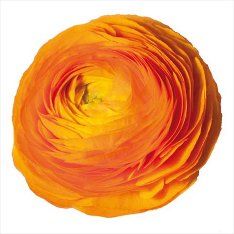 foto van een variëteit aan bloemen, te gebruiken als: Snijbloemen Ranunculus asiaticus Elegance® Clementine 38-10