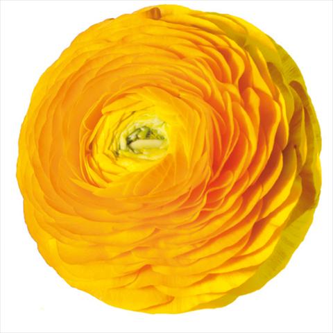 foto van een variëteit aan bloemen, te gebruiken als: Snijbloemen Ranunculus asiaticus Elegance® Giallo-2-10