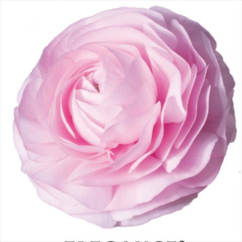 foto van een variëteit aan bloemen, te gebruiken als: Snijbloemen Ranunculus asiaticus Elegance® Rosa Chiaro 1P10