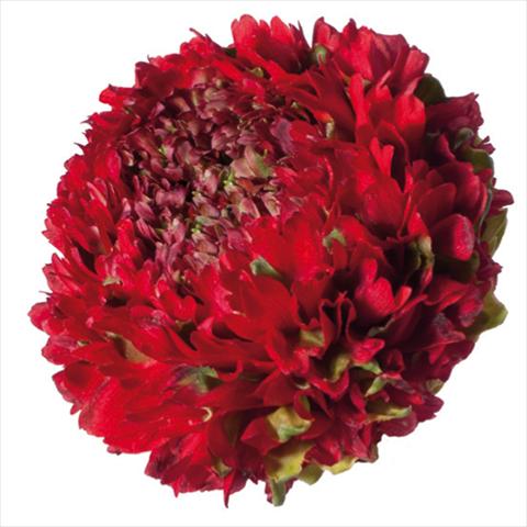foto van een variëteit aan bloemen, te gebruiken als: Snijbloemen Ranunculus asiaticus Pon-Pon® Draco