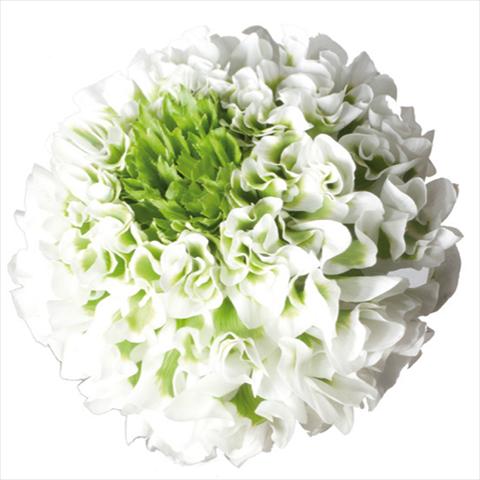 foto van een variëteit aan bloemen, te gebruiken als: Snijbloemen Ranunculus asiaticus Pon-Pon® Igloo