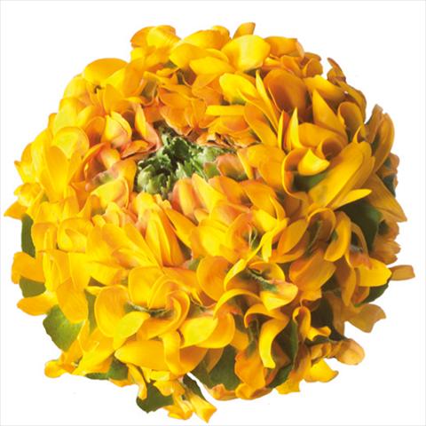foto van een variëteit aan bloemen, te gebruiken als: Snijbloemen Ranunculus asiaticus Pon-Pon® Merlino
