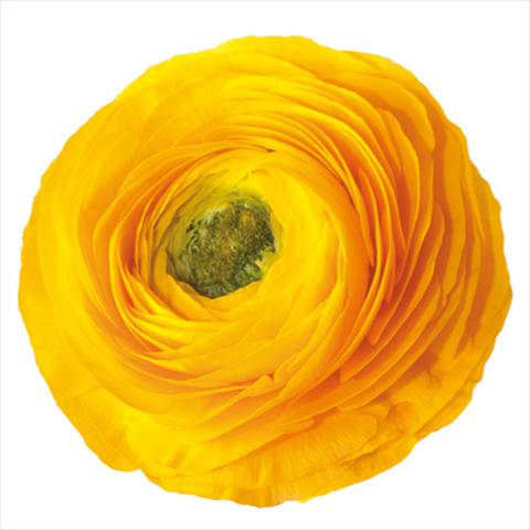 foto van een variëteit aan bloemen, te gebruiken als: Snijbloemen Ranunculus asiaticus Success® Edison