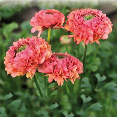 foto van een variëteit aan bloemen, te gebruiken als: Snijbloemen Ranunculus asiaticus Pon-Pon® Minerva