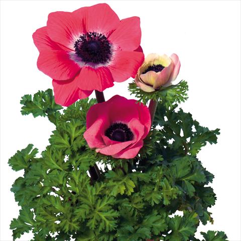 foto van een variëteit aan bloemen, te gebruiken als: Snijbloemen Anemone coronaria L. Mistral Plus® Rosa Shokking