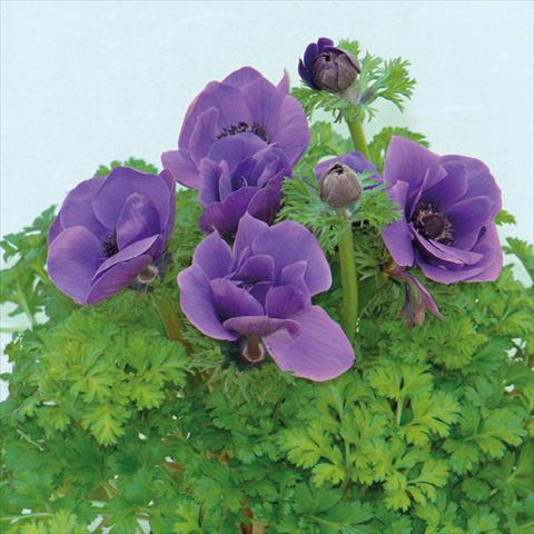 foto van een variëteit aan bloemen, te gebruiken als: Snijbloemen Anemone coronaria L. Pandora® Blu
