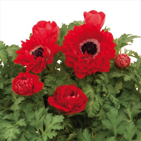 foto van een variëteit aan bloemen, te gebruiken als: Snijbloemen Anemone coronaria L. Pandora® Doppio-Rosso
