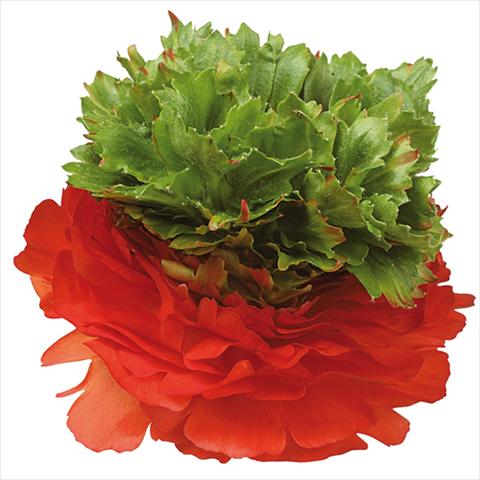 foto van een variëteit aan bloemen, te gebruiken als: Snijbloemen Ranunculus asiaticus Success® Camporosso