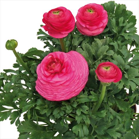 foto van een variëteit aan bloemen, te gebruiken als: Snijbloemen Ranunculus asiaticus Millepetali® Rosa scuro