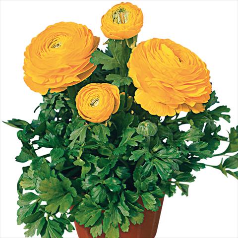 foto van een variëteit aan bloemen, te gebruiken als: Snijbloemen Ranunculus asiaticus Pratolino® Giallo