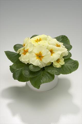 foto van een variëteit aan bloemen, te gebruiken als: Korf / Pot Primula acaulis, veris, vulgaris Mega Cream