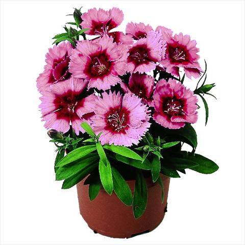 foto van een variëteit aan bloemen, te gebruiken als: Pot - en perkplant Dianthus chinensis F1 Diana Crimson Picotee