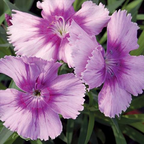 foto van een variëteit aan bloemen, te gebruiken als: Pot - en perkplant Dianthus chinensis F1 Diana Lavender Picotee