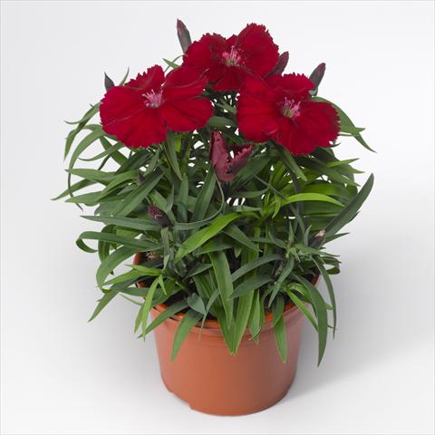 foto van een variëteit aan bloemen, te gebruiken als: Pot - en perkplant Dianthus chinensis F1 Venti Parfait Crimson