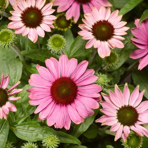 foto van een variëteit aan bloemen, te gebruiken als: Potplant, perkplant, patioplant Echinacea purpurea Prairie Splendor™ Rose Compact