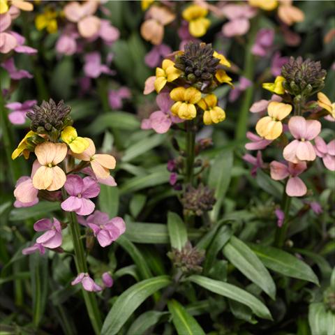 foto van een variëteit aan bloemen, te gebruiken als: Potplant, perkplant, patioplant Erysimum linifolium Super Bowl Sunset