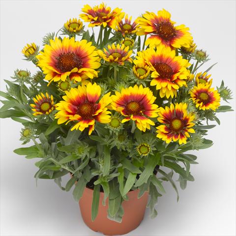 foto van een variëteit aan bloemen, te gebruiken als: Potplant, perkplant, patioplant Gaillardia aristata Sunrita™