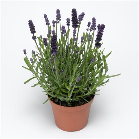 foto van een variëteit aan bloemen, te gebruiken als: Potplant, perkplant, patioplant Lavandula angustifolia Aromatico™ Blue Improved