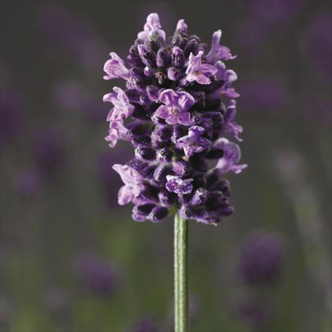 foto van een variëteit aan bloemen, te gebruiken als: Potplant, perkplant, patioplant Lavandula angustifolia Blue Scent®