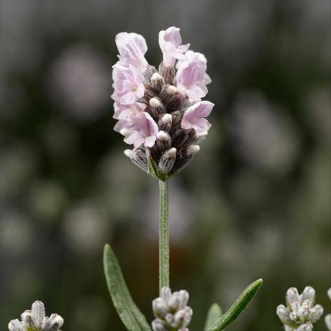 foto van een variëteit aan bloemen, te gebruiken als: Potplant, perkplant, patioplant Lavandula angustifolia White Scent® Early