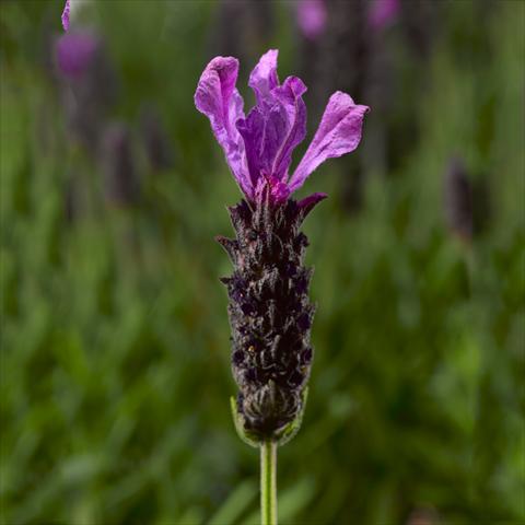 foto van een variëteit aan bloemen, te gebruiken als: Potplant, perkplant, patioplant Lavandula stoechas Javelin™ Forte Deep Purple