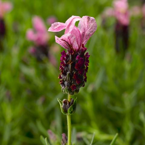foto van een variëteit aan bloemen, te gebruiken als: Potplant, perkplant, patioplant Lavandula stoechas Javelin™ Forte Deep Rose