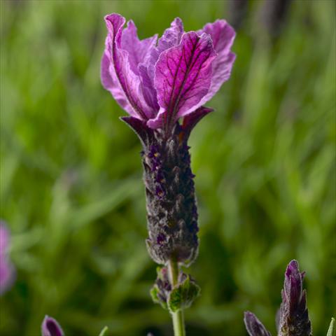 foto van een variëteit aan bloemen, te gebruiken als: Potplant, perkplant, patioplant Lavandula stoechas Javelin™ Forte Forte Purple