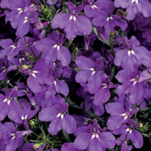 foto van een variëteit aan bloemen, te gebruiken als: Potplant, perkplant, patioplant Lobelia erinus Laguna® Trailing Violet Imp