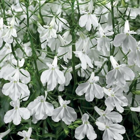 foto van een variëteit aan bloemen, te gebruiken als: Potplant, perkplant, patioplant Lobelia erinus Techno Up White