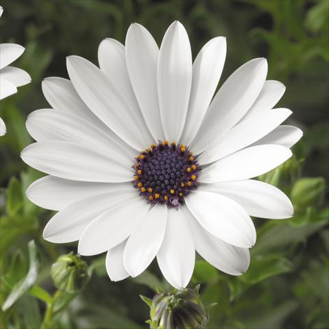 foto van een variëteit aan bloemen, te gebruiken als: Potplant, perkplant, patioplant Osteospermum ecklonis Tradewinds® White Improved