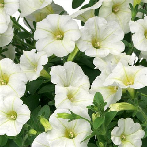 foto van een variëteit aan bloemen, te gebruiken als: Potplant, perkplant, patioplant Petunia hybrida Sanguna® Mini White