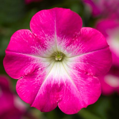 foto van een variëteit aan bloemen, te gebruiken als: Potplant, perkplant, patioplant Petunia hybrida Sanguna® Patio Pink Morn