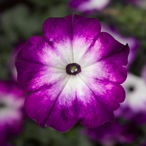 foto van een variëteit aan bloemen, te gebruiken als: Potplant, perkplant, patioplant Petunia hybrida Sanguna® Patio Twirl Purple