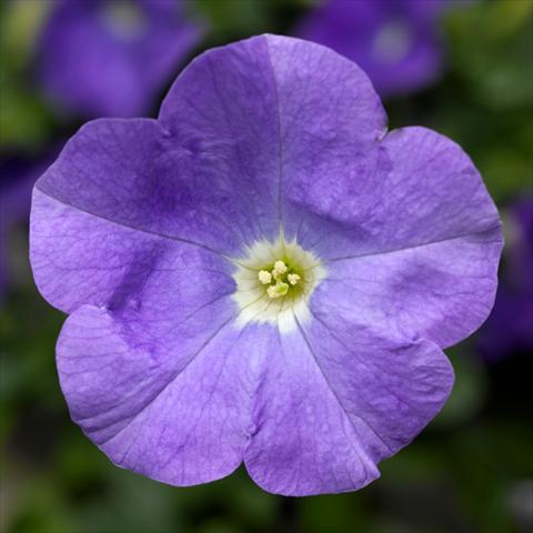 foto van een variëteit aan bloemen, te gebruiken als: Potplant, perkplant, patioplant Petunia hybrida Sanguna® SkyBlue