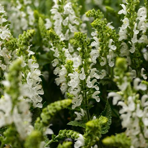 foto van een variëteit aan bloemen, te gebruiken als: Potplant, perkplant, patioplant Salvia x superba Bordeau™ White