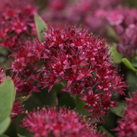 foto van een variëteit aan bloemen, te gebruiken als: Potplant, perkplant, patioplant Sedum telephium Surrender Red