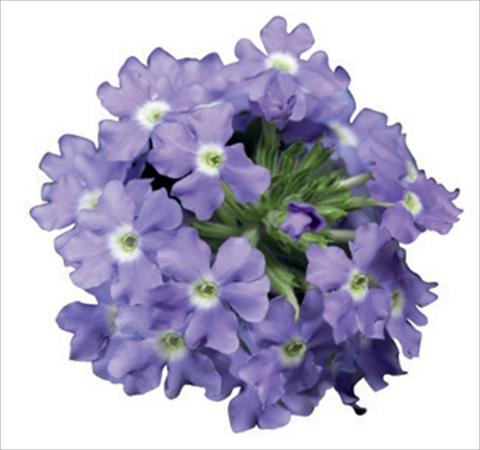 foto van een variëteit aan bloemen, te gebruiken als: Potplant, perkplant, patioplant Verbena hybrida Lanai® Blue Eyes