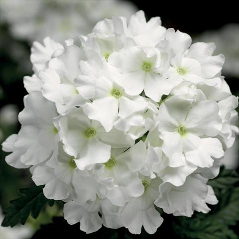 foto van een variëteit aan bloemen, te gebruiken als: Potplant, perkplant, patioplant Verbena hybrida Lanai® White Improved