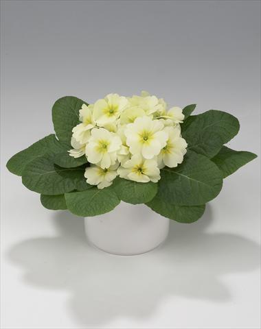 foto van een variëteit aan bloemen, te gebruiken als: Korf / Pot Primula acaulis, veris, vulgaris Mega Lime