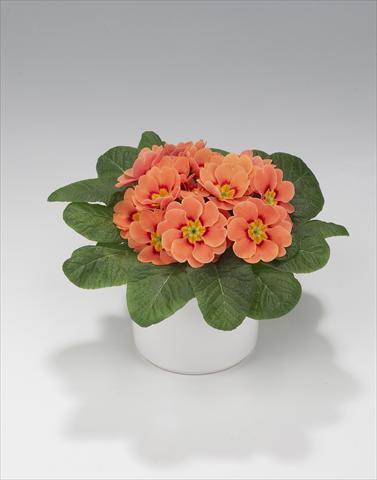 foto van een variëteit aan bloemen, te gebruiken als: Korf / Pot Primula acaulis, veris, vulgaris Mega Orange Picotée