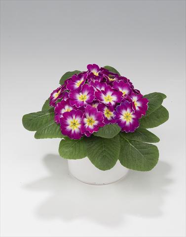 foto van een variëteit aan bloemen, te gebruiken als: Korf / Pot Primula acaulis, veris, vulgaris Mega Purple Picotée