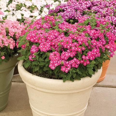 foto van een variëteit aan bloemen, te gebruiken als: Potplant, perkplant, patioplant Verbena hybrida Lanai® Up
