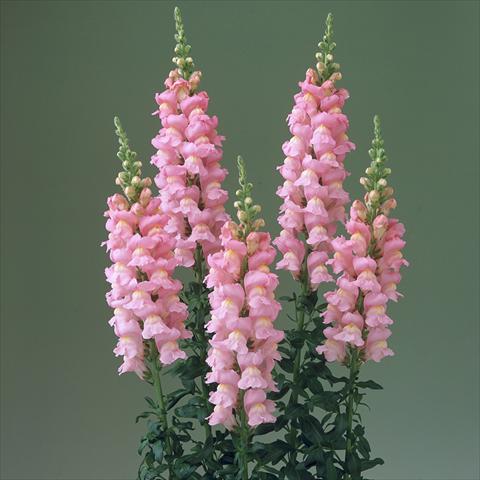 foto van een variëteit aan bloemen, te gebruiken als: Pot - en perkplant Antirrhinum majus F1 Legend Pink