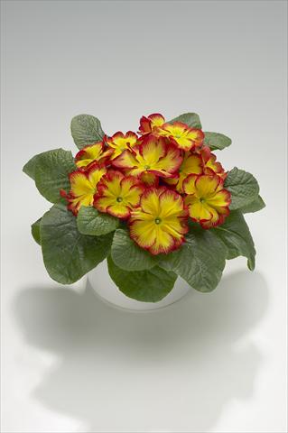 foto van een variëteit aan bloemen, te gebruiken als: Korf / Pot Primula acaulis, veris, vulgaris Mega Red Picotée