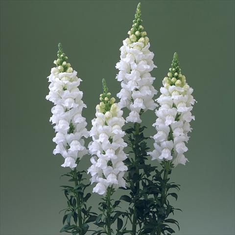foto van een variëteit aan bloemen, te gebruiken als: Pot - en perkplant Antirrhinum majus F1 Legend White