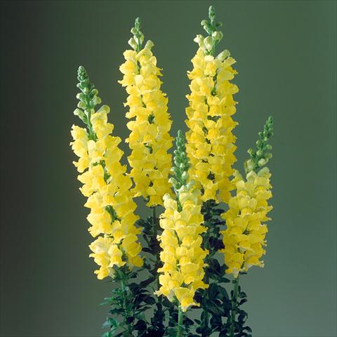 foto van een variëteit aan bloemen, te gebruiken als: Pot - en perkplant Antirrhinum majus F1 Legend Yellow