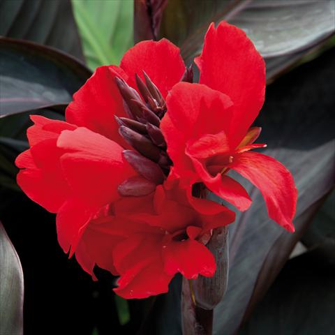 foto van een variëteit aan bloemen, te gebruiken als: Patioplant, potplant Canna hybrida Cannova® Scarlet Bronze