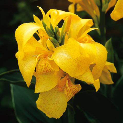 foto van een variëteit aan bloemen, te gebruiken als: Patioplant, potplant Canna hybrida Cannova® Yellow