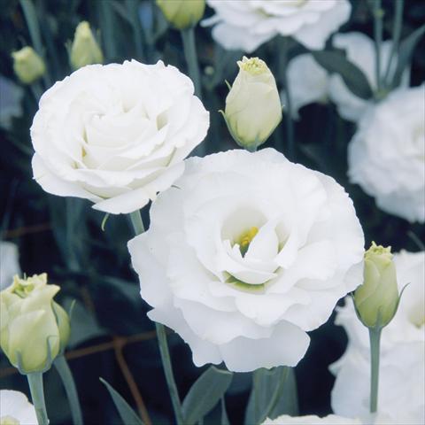 foto van een variëteit aan bloemen, te gebruiken als: Snijbloemen Lisianthus (Eustoma grandiflorum) Croma Silky White